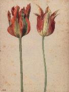 Georg Flegel Two Tulips oil